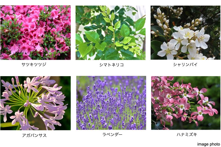 植栽　イメージ画像